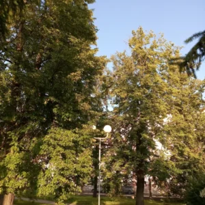 Петровский парк
